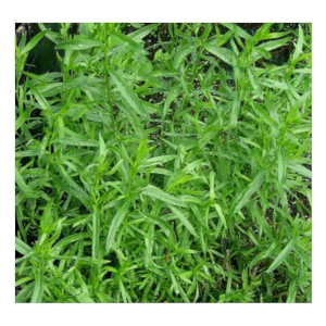 russian tarragon